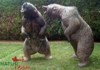 NATUR FOAM 3D TARGET BEAR BROWN - THREATENING
